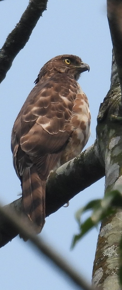 Mountain Hawk-Eagle - ML632749577