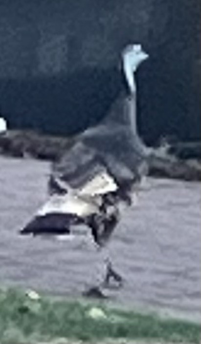 Wild Turkey - ML632749671