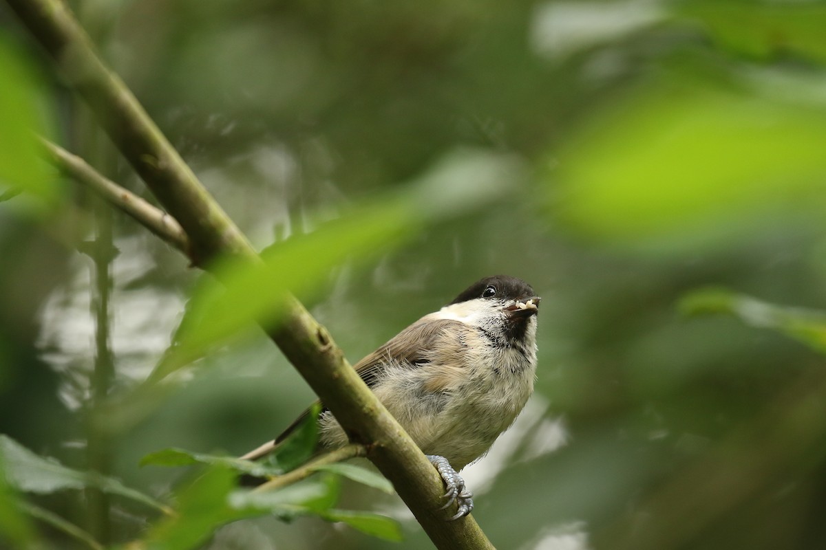 Mésange boréale - ML632749756