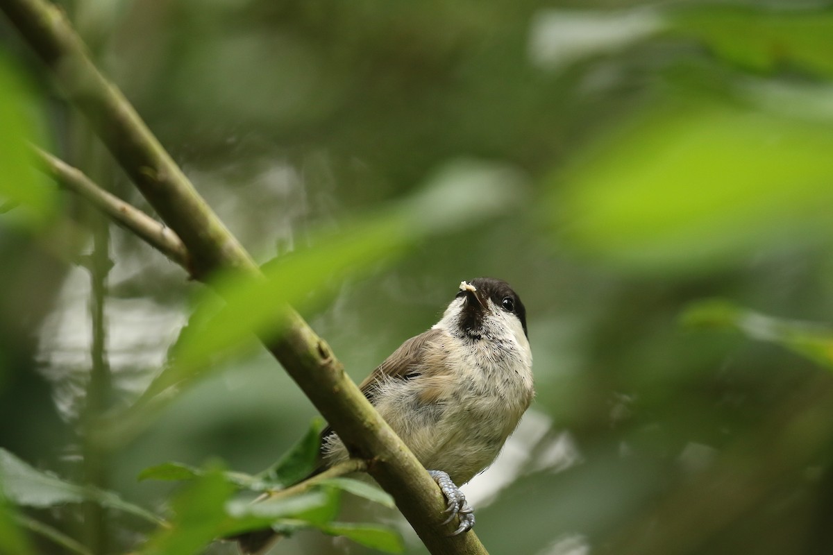 Mésange boréale - ML632749757