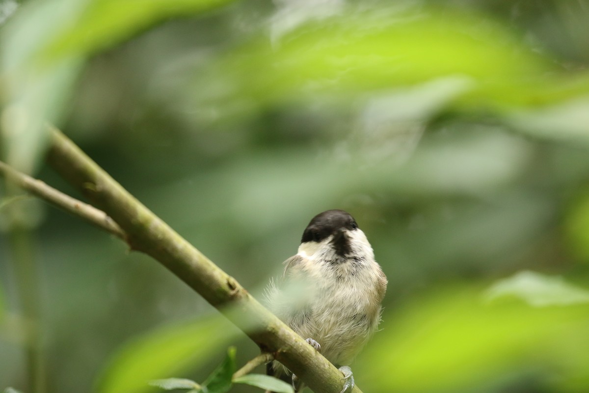 Mésange boréale - ML632749758