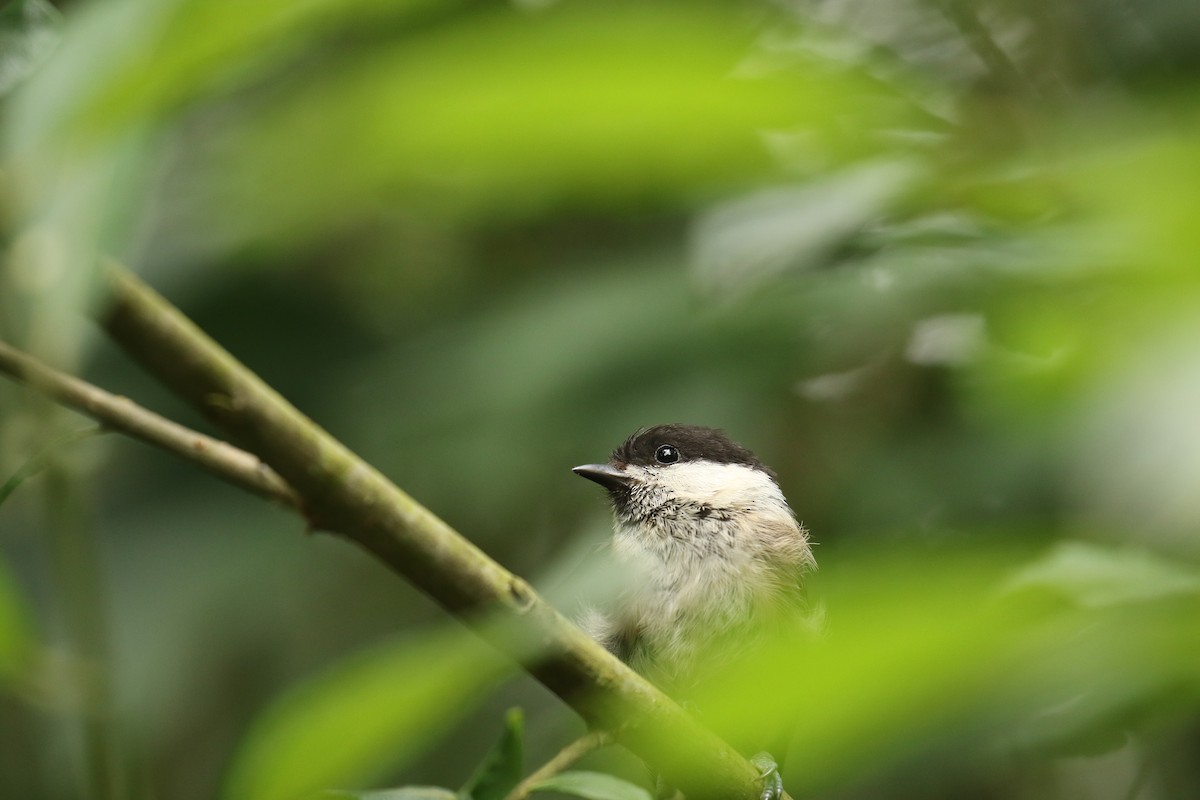 Mésange boréale - ML632749761