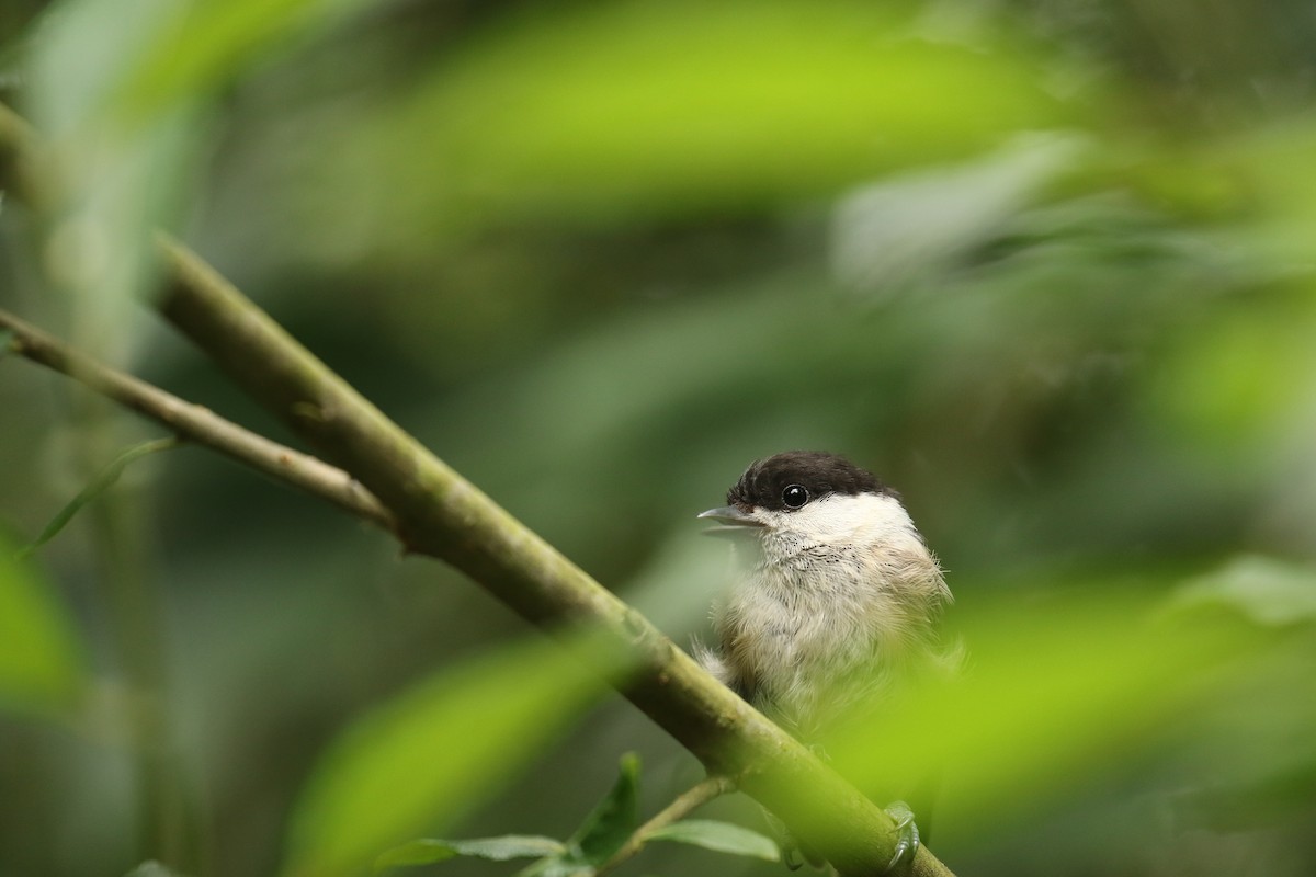 Mésange boréale - ML632749762