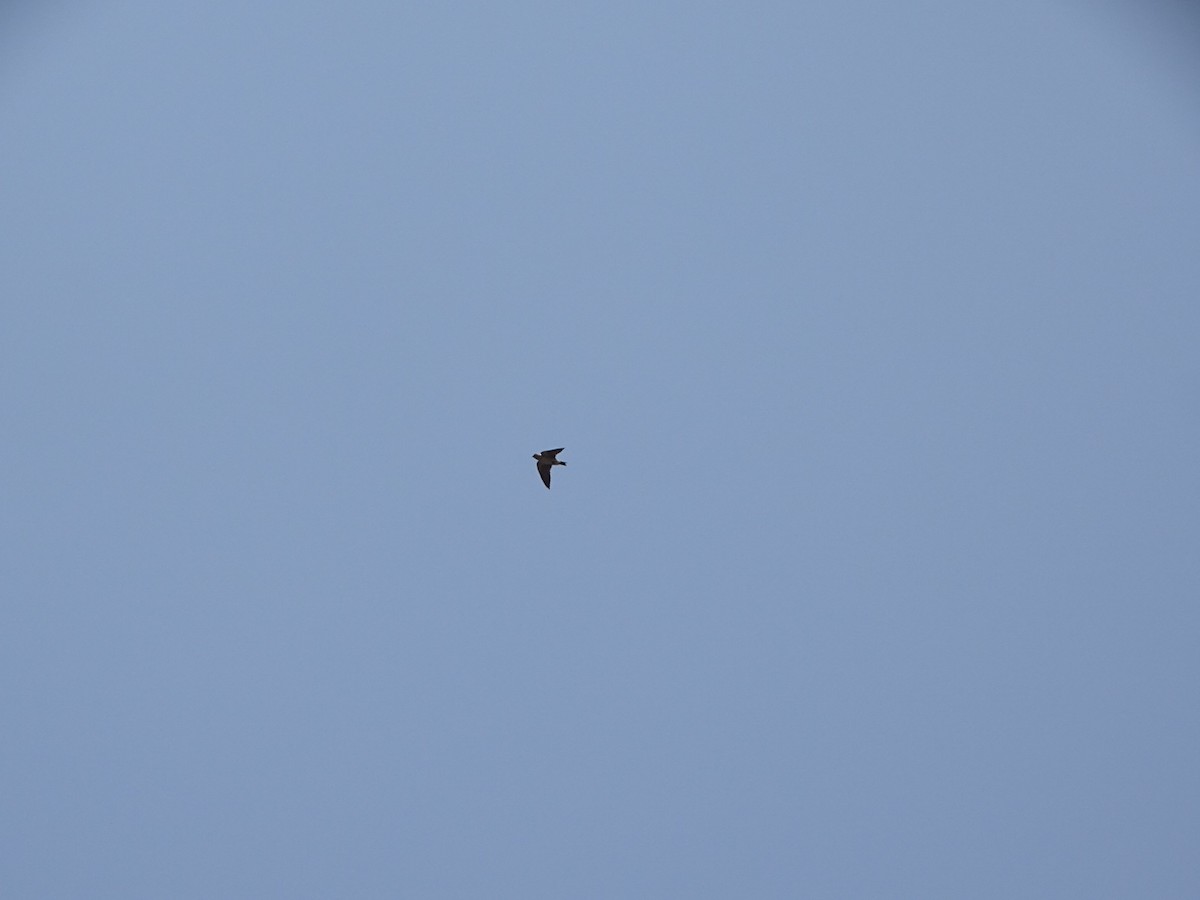 Eastern Red-rumped Swallow - ML632750083