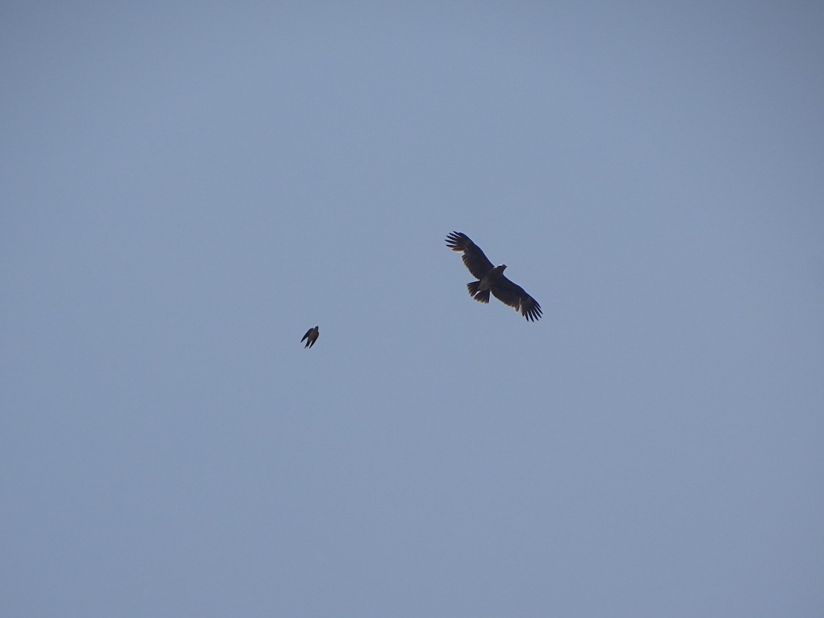 Eastern Red-rumped Swallow - ML632750086
