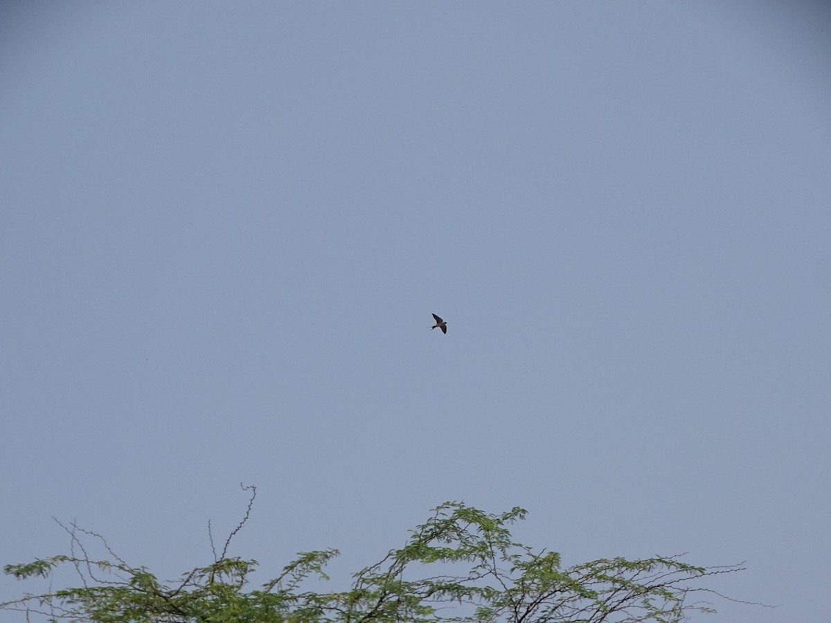 Eastern Red-rumped Swallow - ML632750087