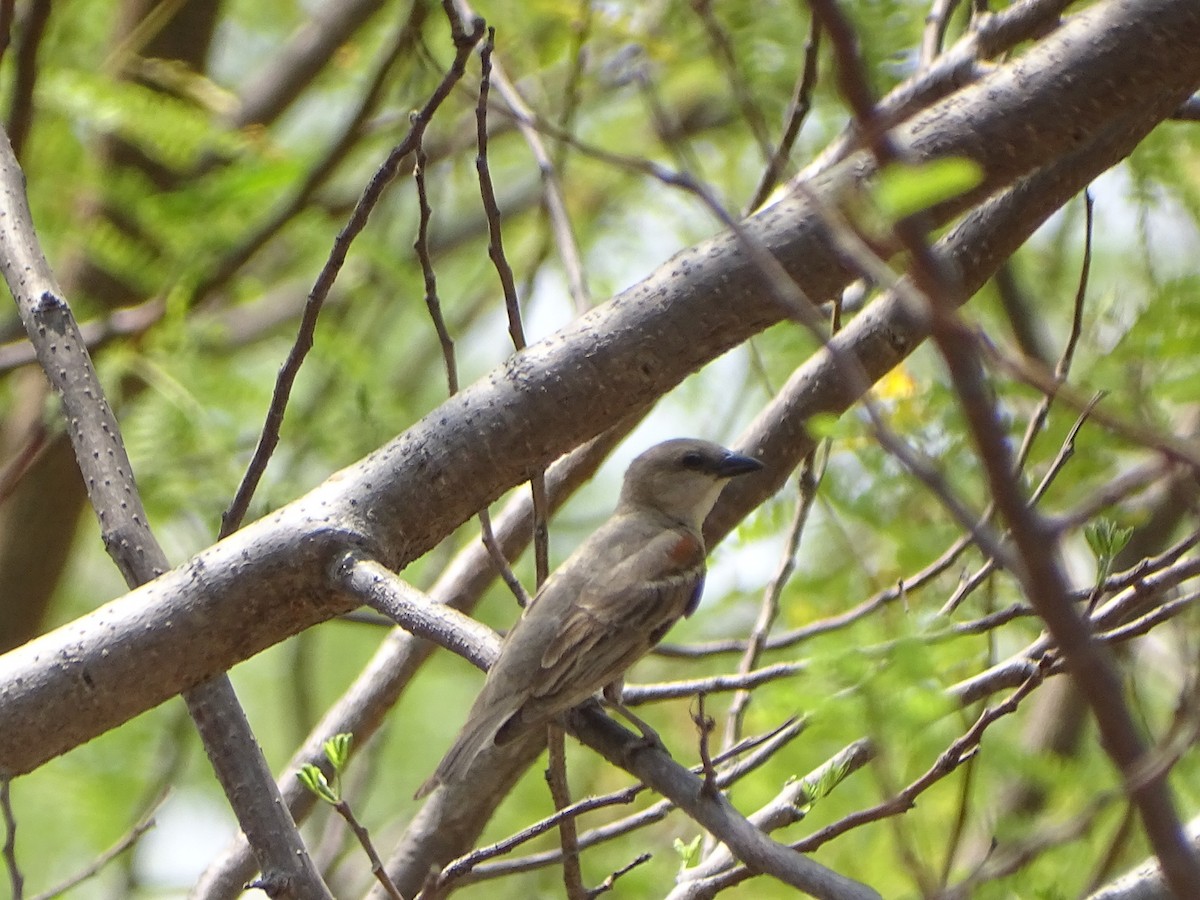 Yellow-throated Sparrow - ML632750114