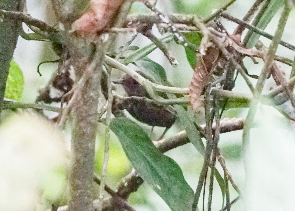 Nightingale Wren - ML632750117