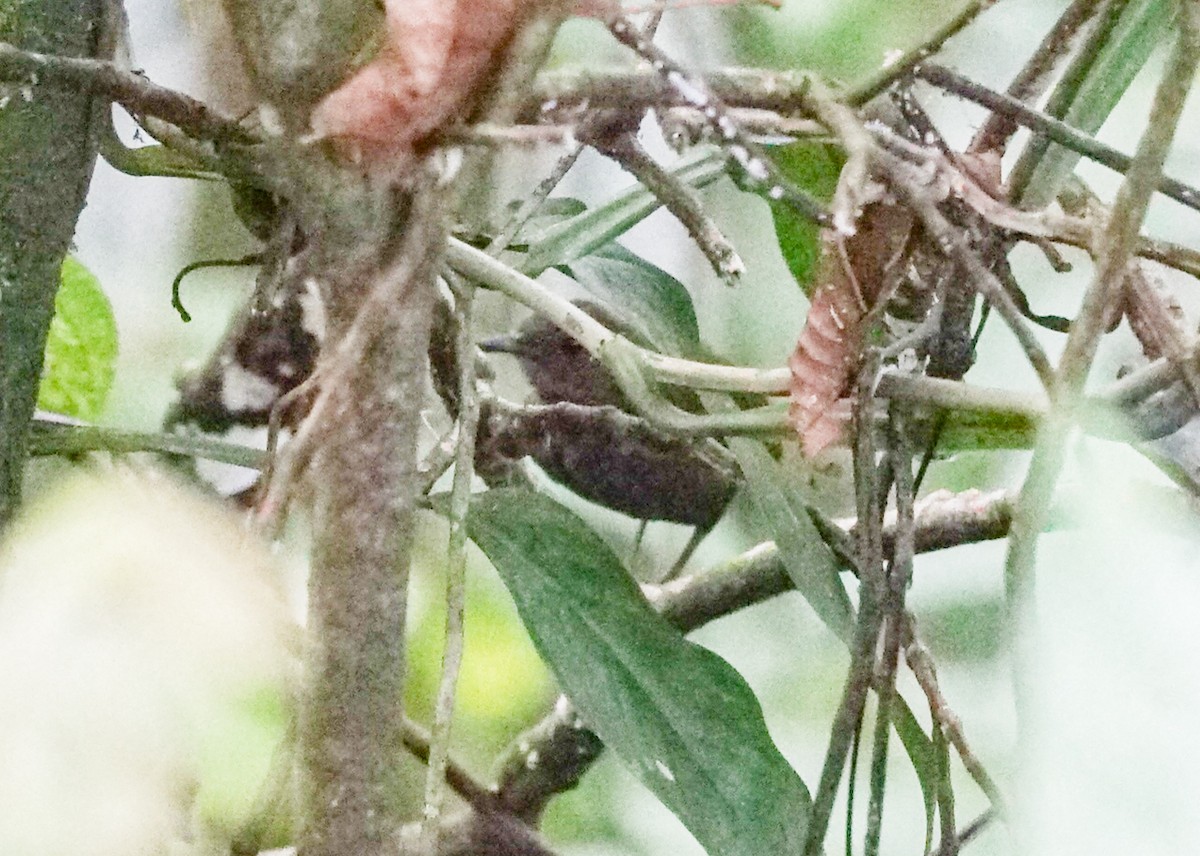 Nightingale Wren - ML632750118