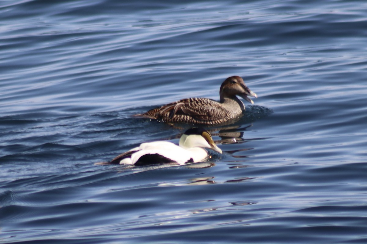 Common Eider - ML632750128