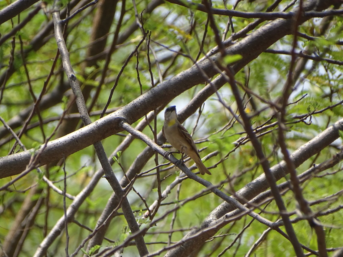 Yellow-throated Sparrow - ML632750146
