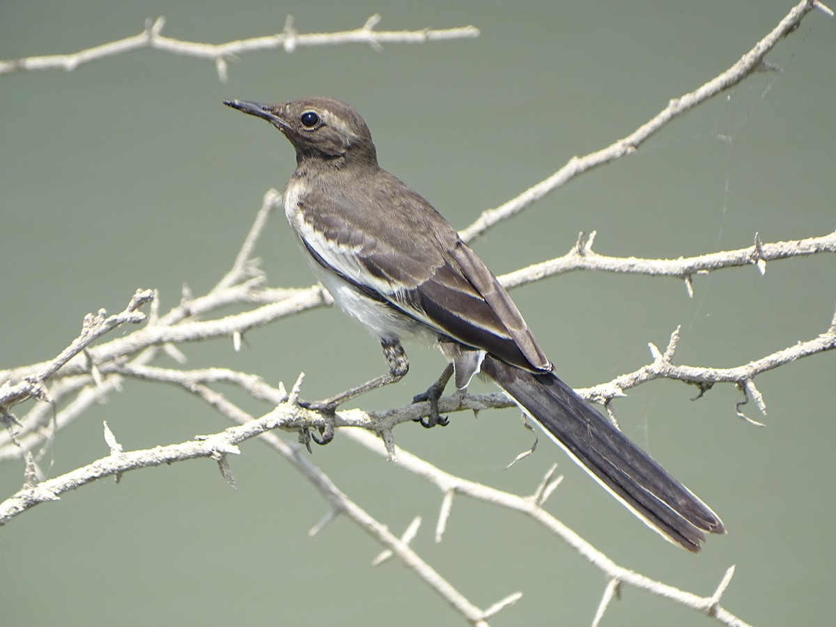 White-browed Wagtail - ML632750165