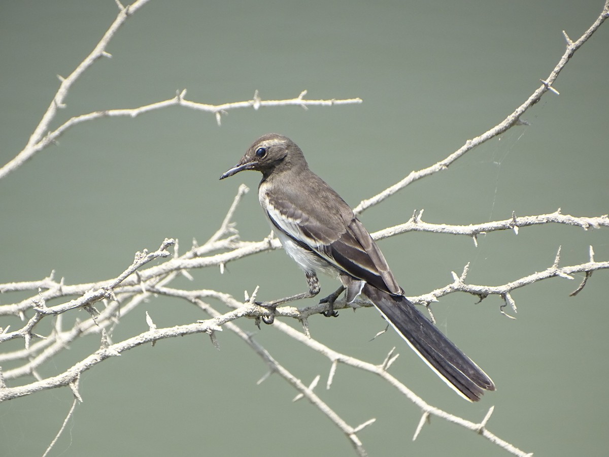 White-browed Wagtail - ML632750166