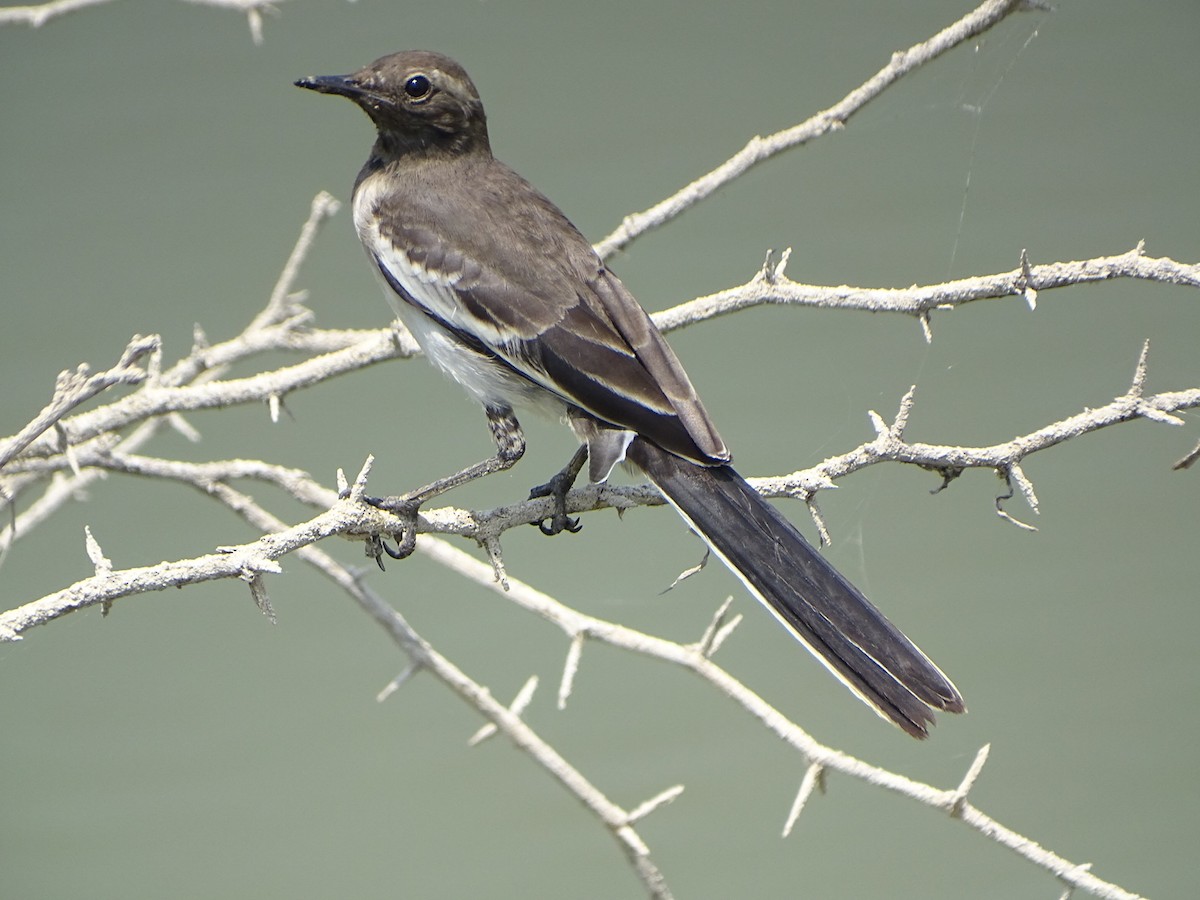 White-browed Wagtail - ML632750167