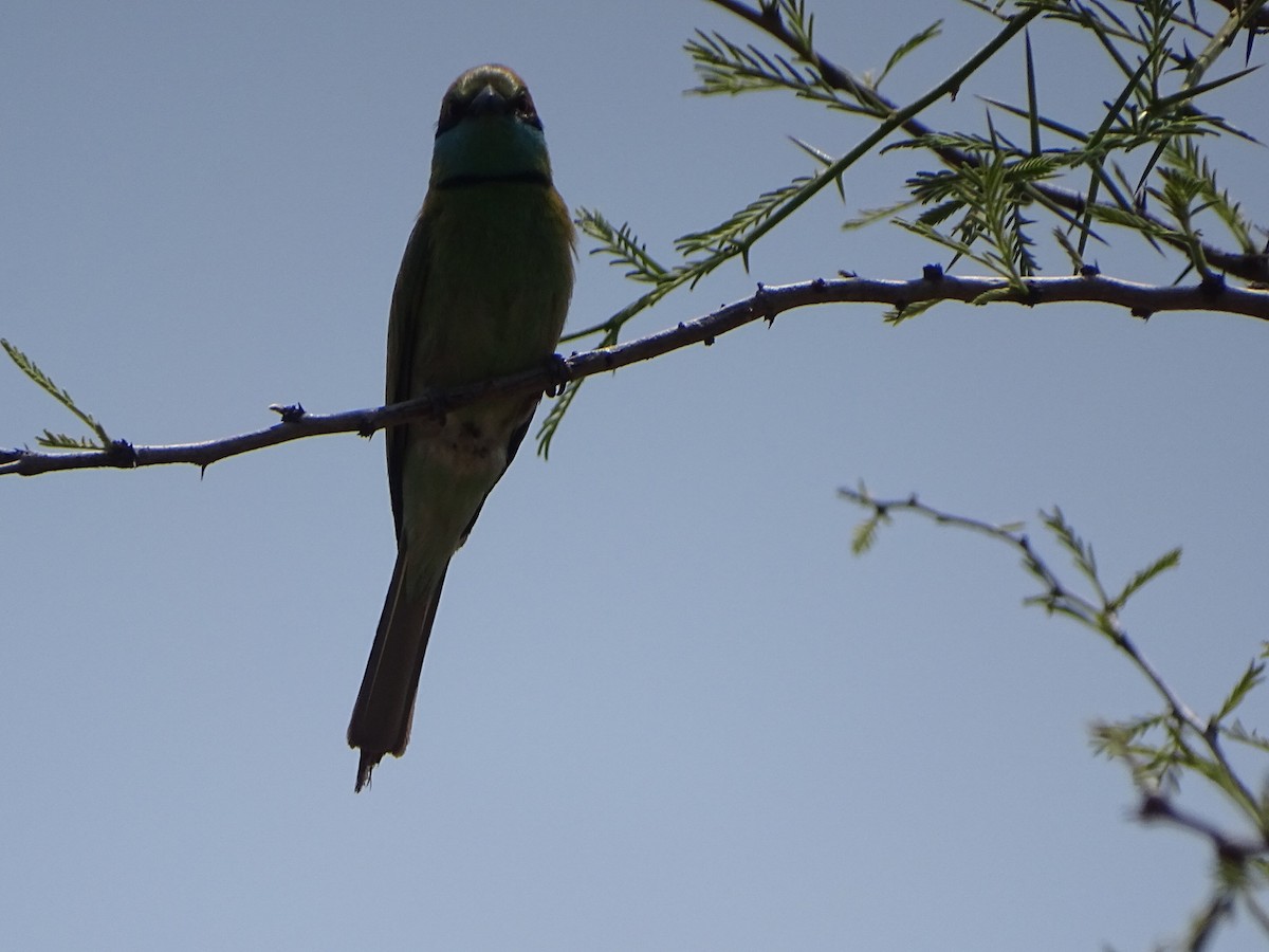 Asian Green Bee-eater - ML632750193