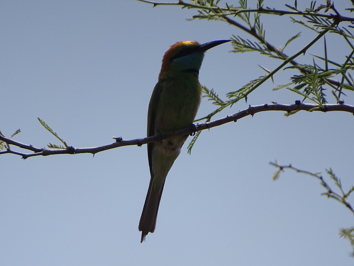 Asian Green Bee-eater - ML632750194