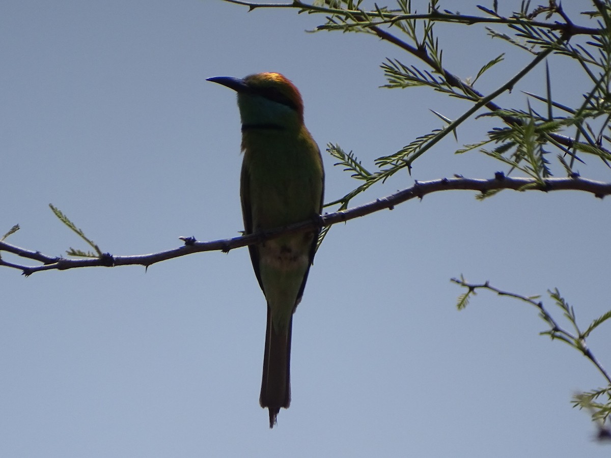 Asian Green Bee-eater - ML632750195