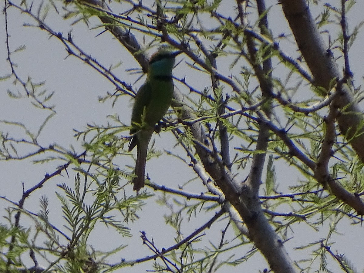 Asian Green Bee-eater - ML632750196