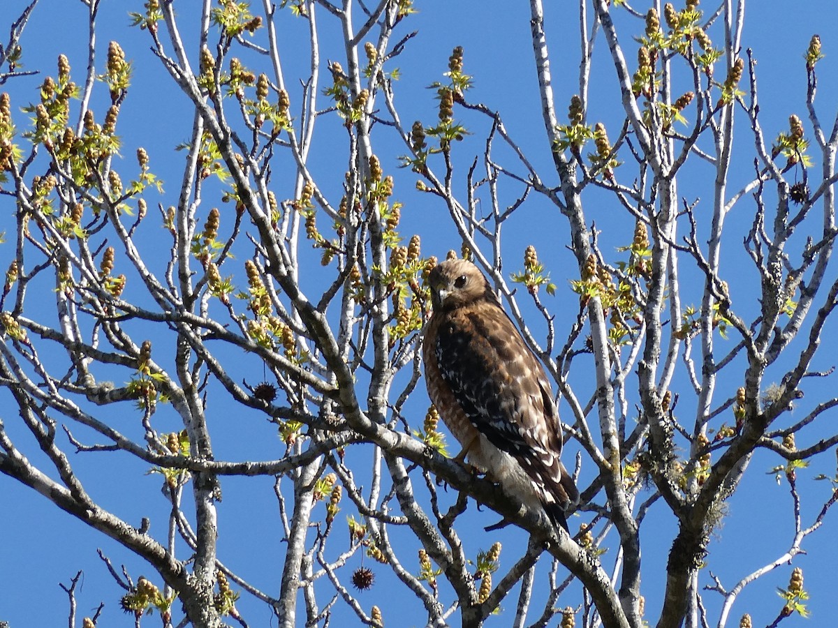 Red-shouldered Hawk - ML632750374