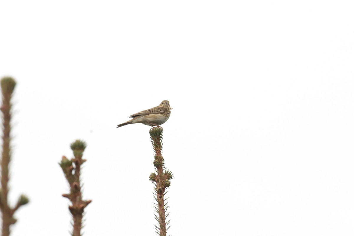 trepiplerke - ML632750402