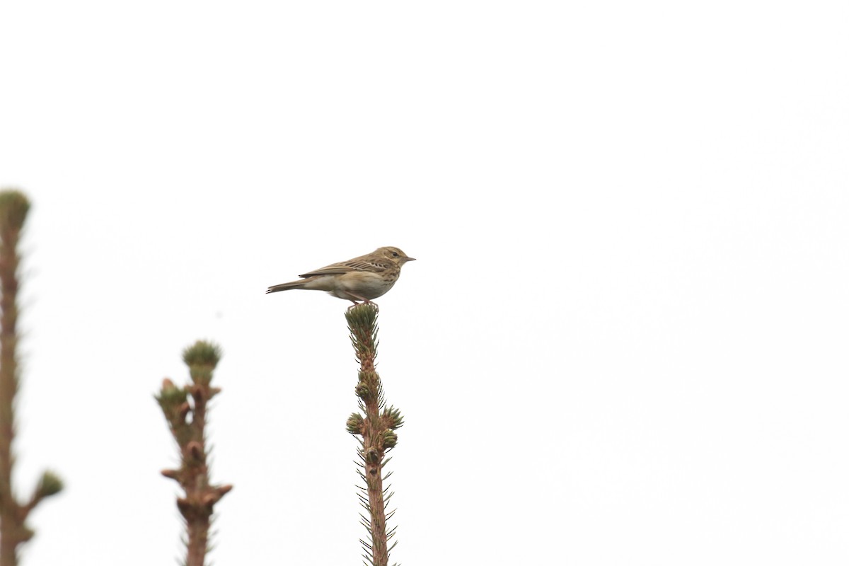 trepiplerke - ML632750403