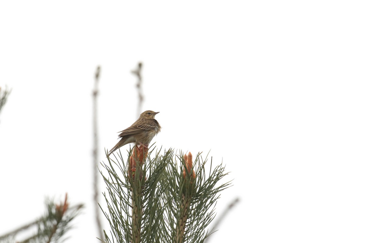 trepiplerke - ML632750404