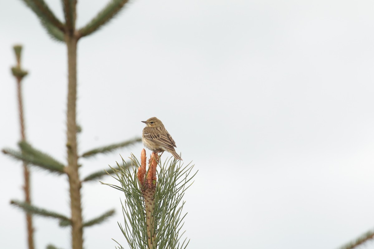 trepiplerke - ML632750405