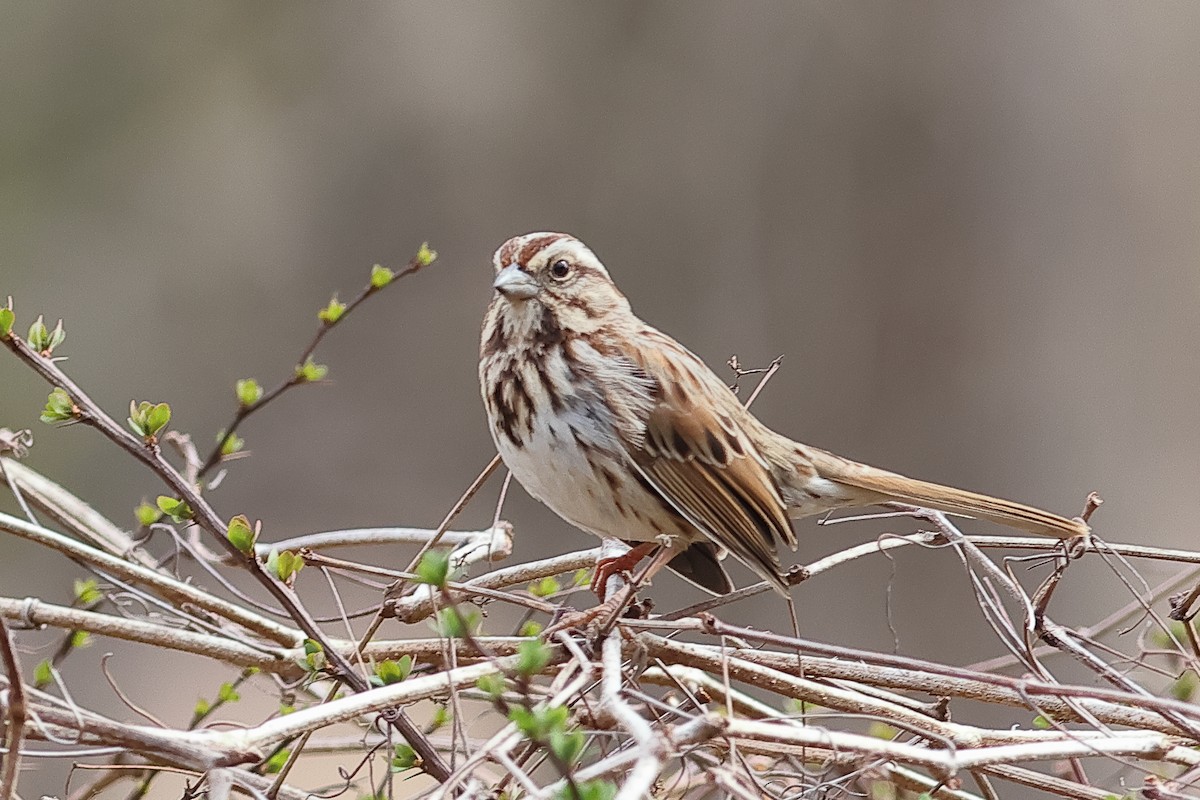 Song Sparrow - ML632750521