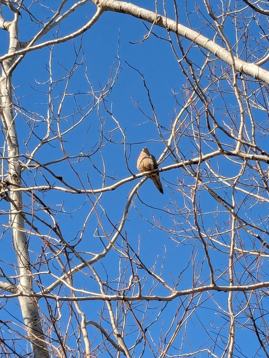 Mourning Dove - ML632750578