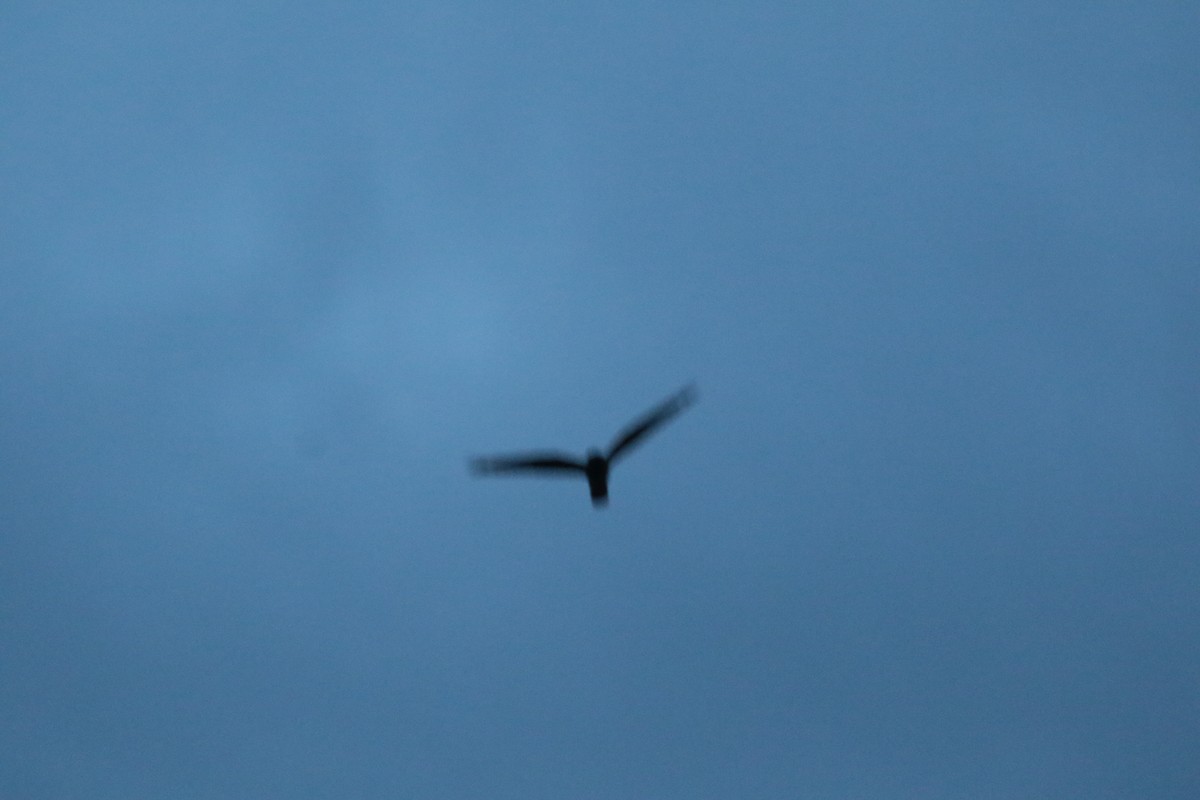 nattravn - ML632750705