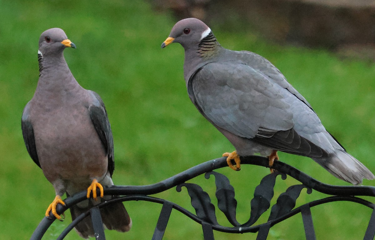 Band-tailed Pigeon - ML632750849