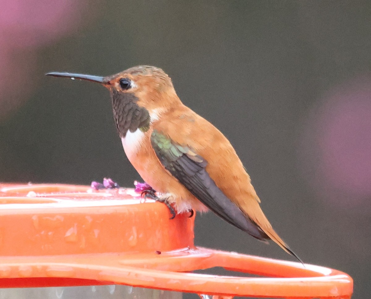 Rufous Hummingbird - ML632750864