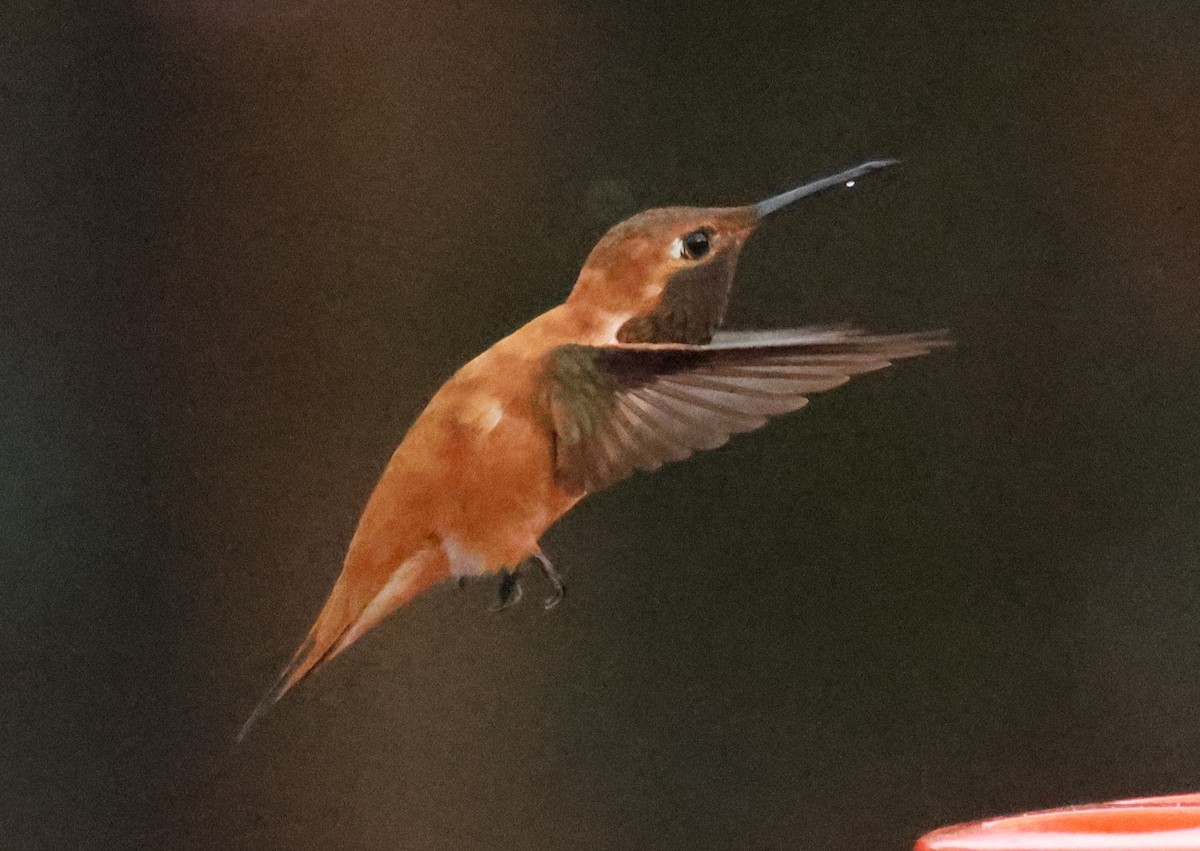 Rufous Hummingbird - ML632750865