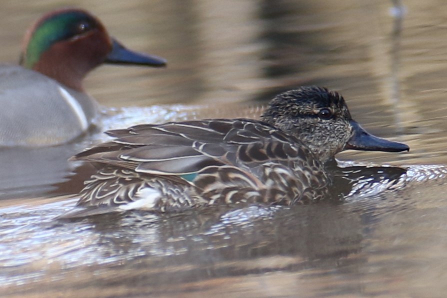 Ногоохон нугас - ML632750874