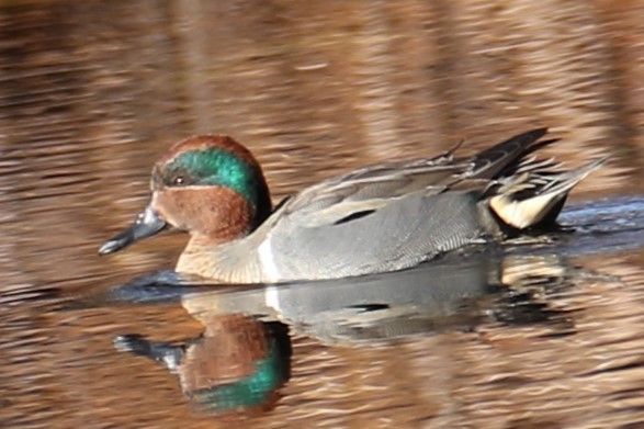 Ногоохон нугас - ML632750895