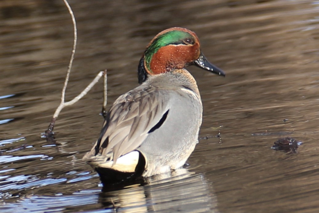 Ногоохон нугас - ML632750906