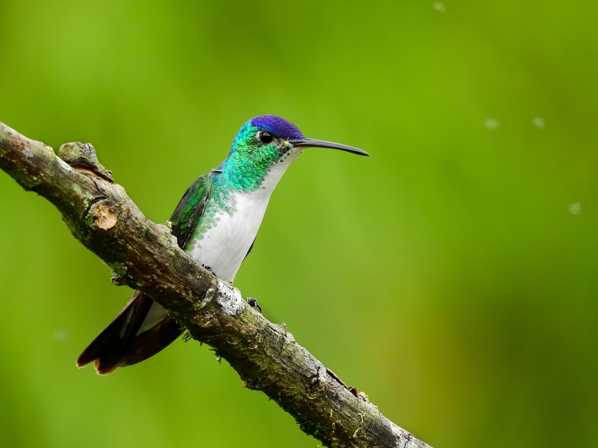 Andean Emerald - ML632750924