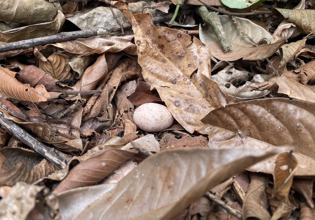 nightjar sp. - ML632750968