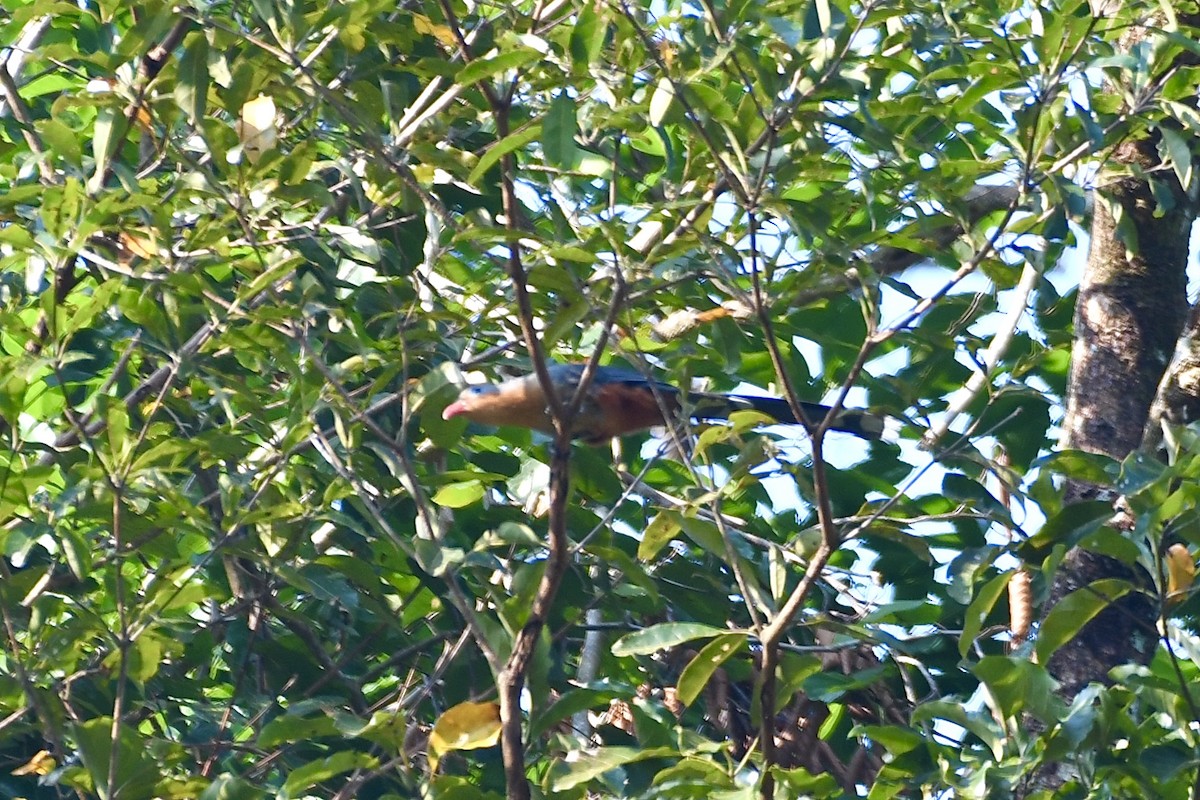 Red-billed Malkoha - ML632751007