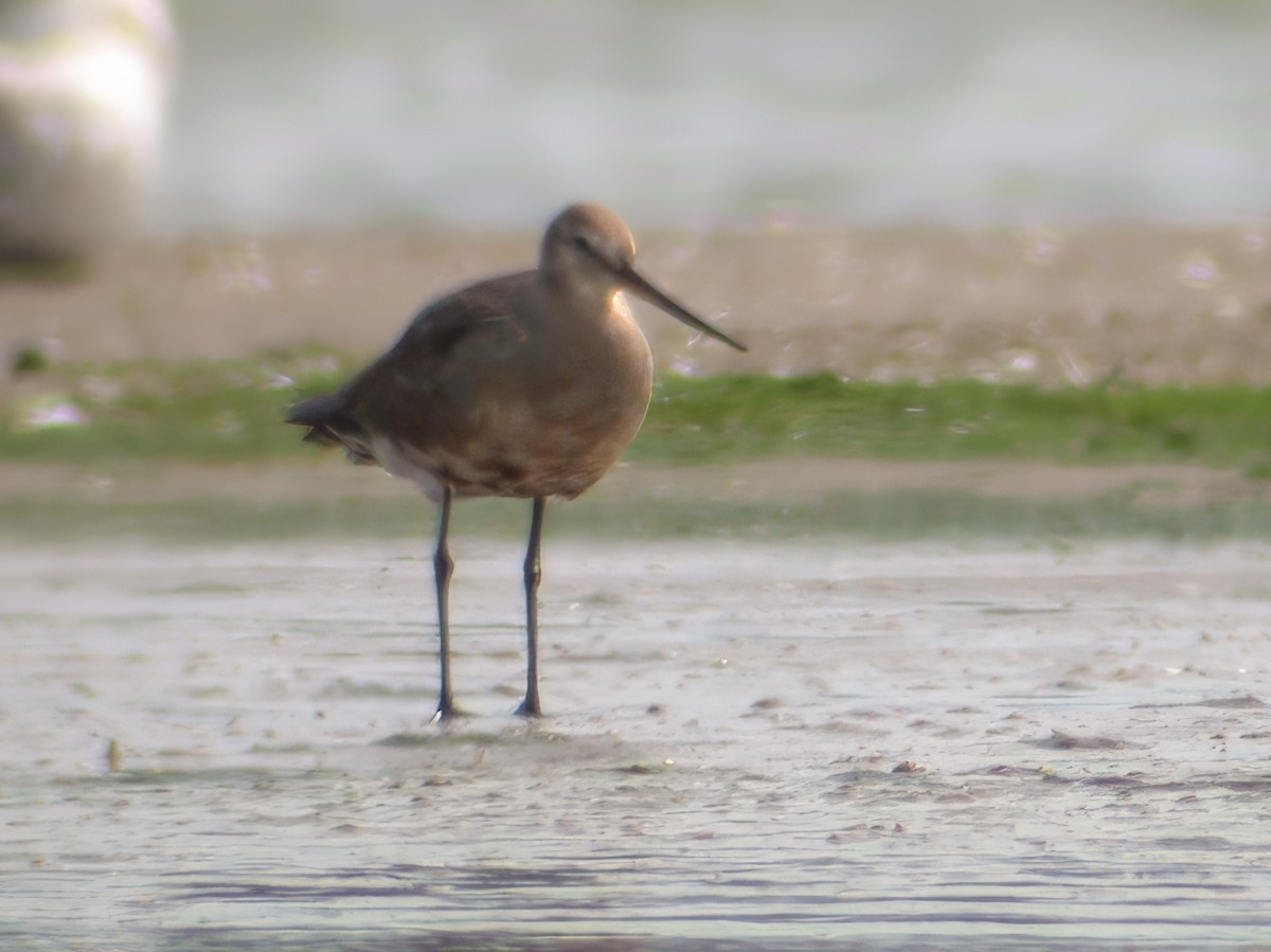 Hudsonian Godwit - ML632751155