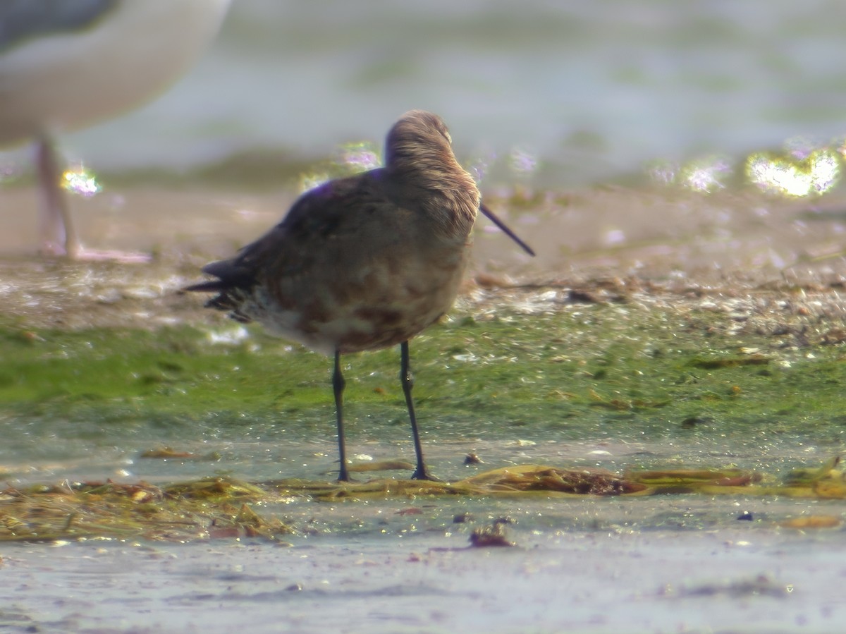 Hudsonian Godwit - ML632751310