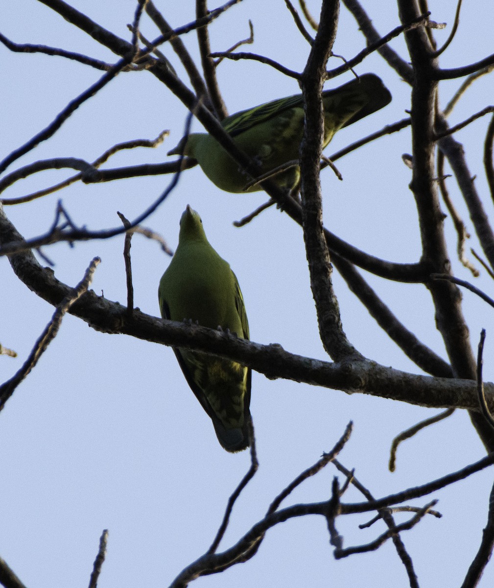 Andaman Green-Pigeon - ML632751535