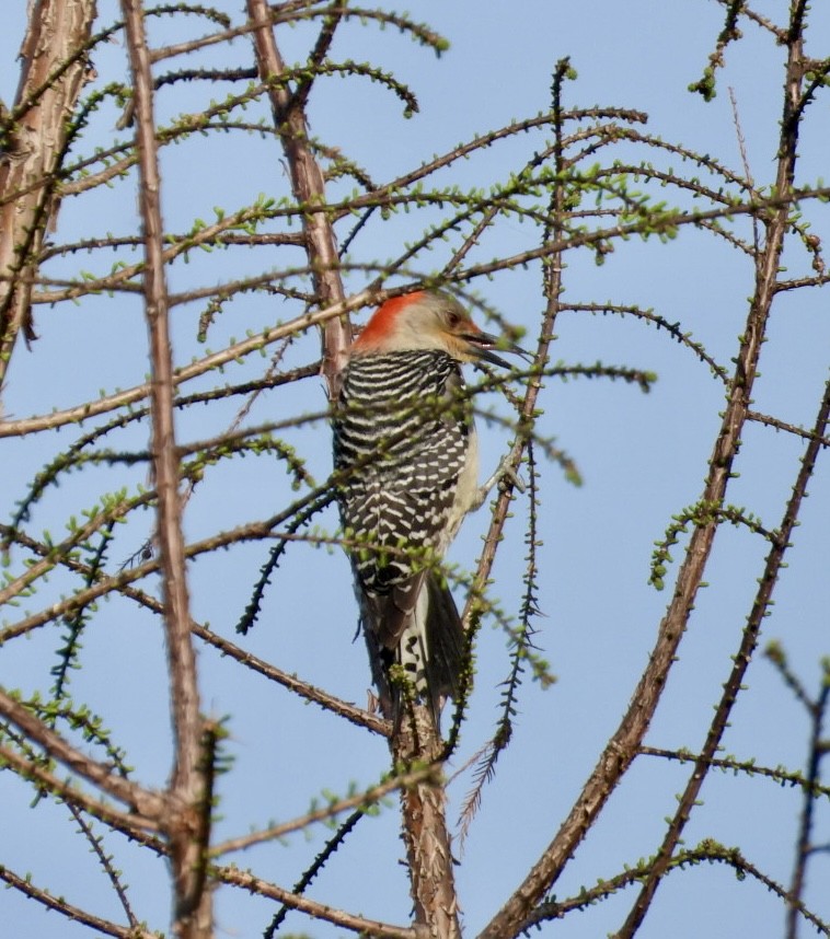 Red-bellied Woodpecker - ML632751554