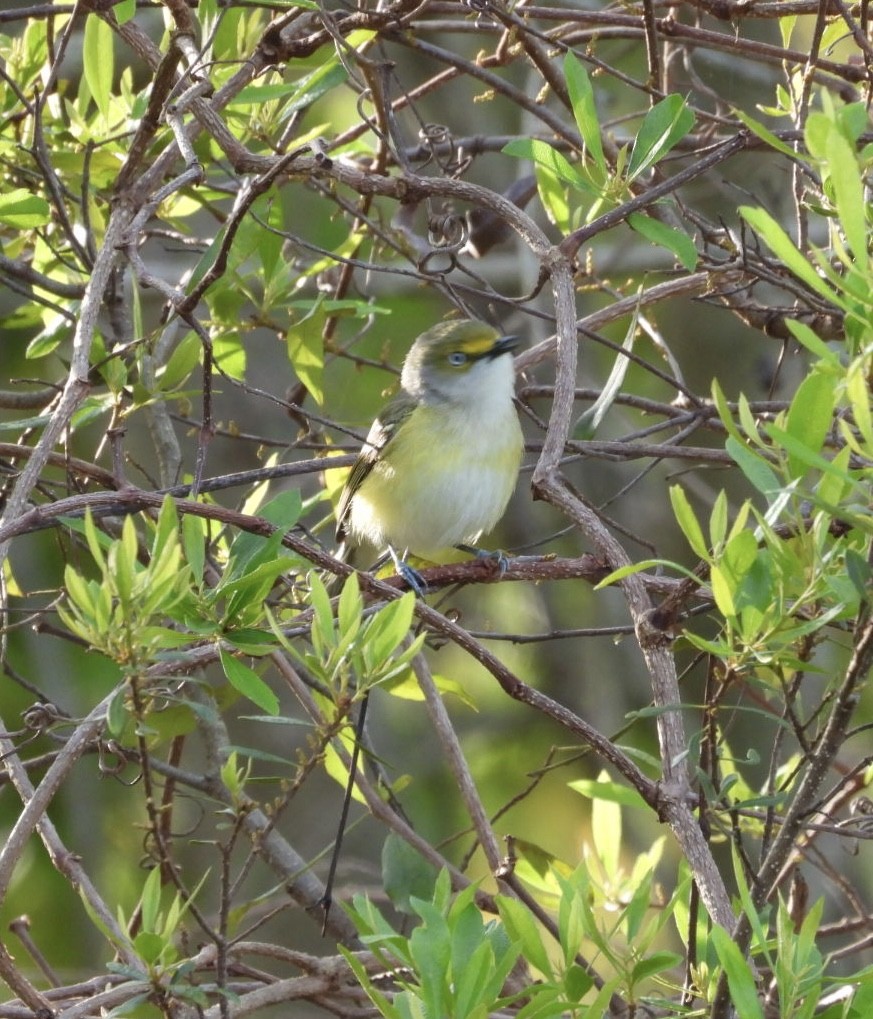 White-eyed Vireo - ML632751565