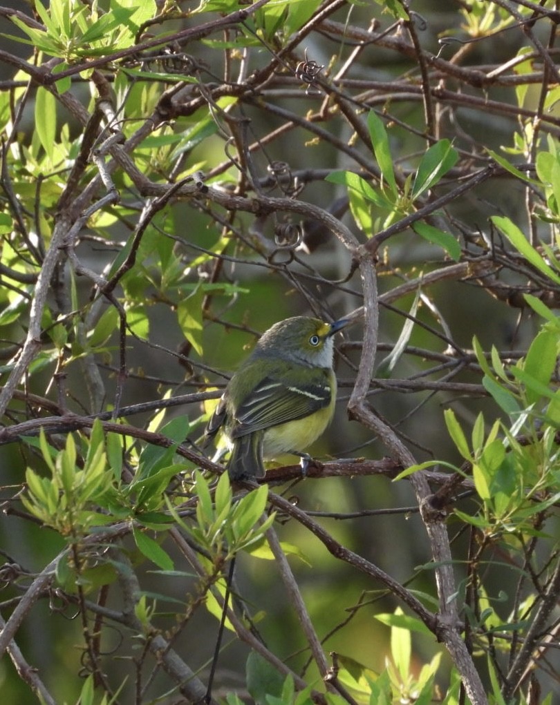 White-eyed Vireo - ML632751566