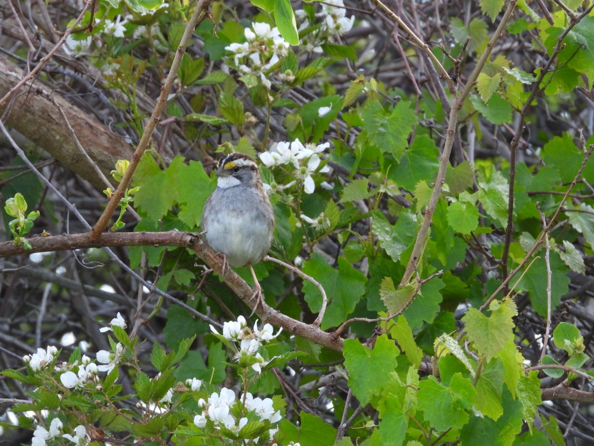 White-throated Sparrow - ML632751591