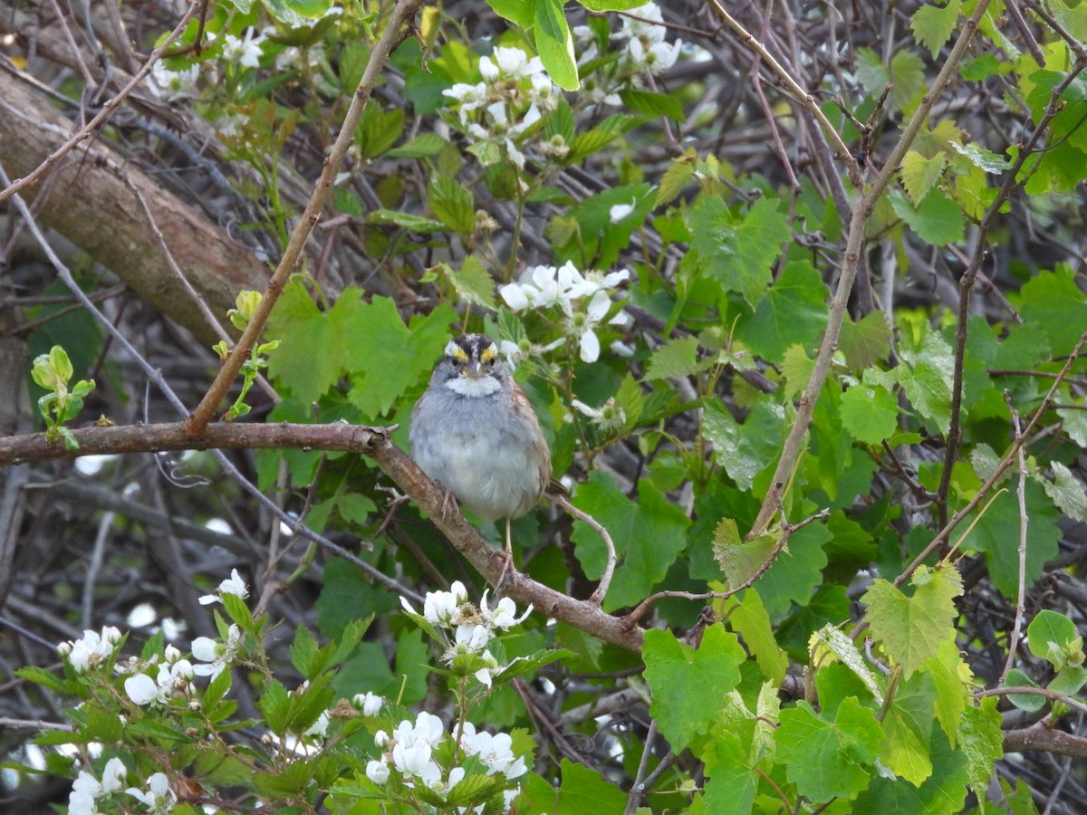 White-throated Sparrow - ML632751592
