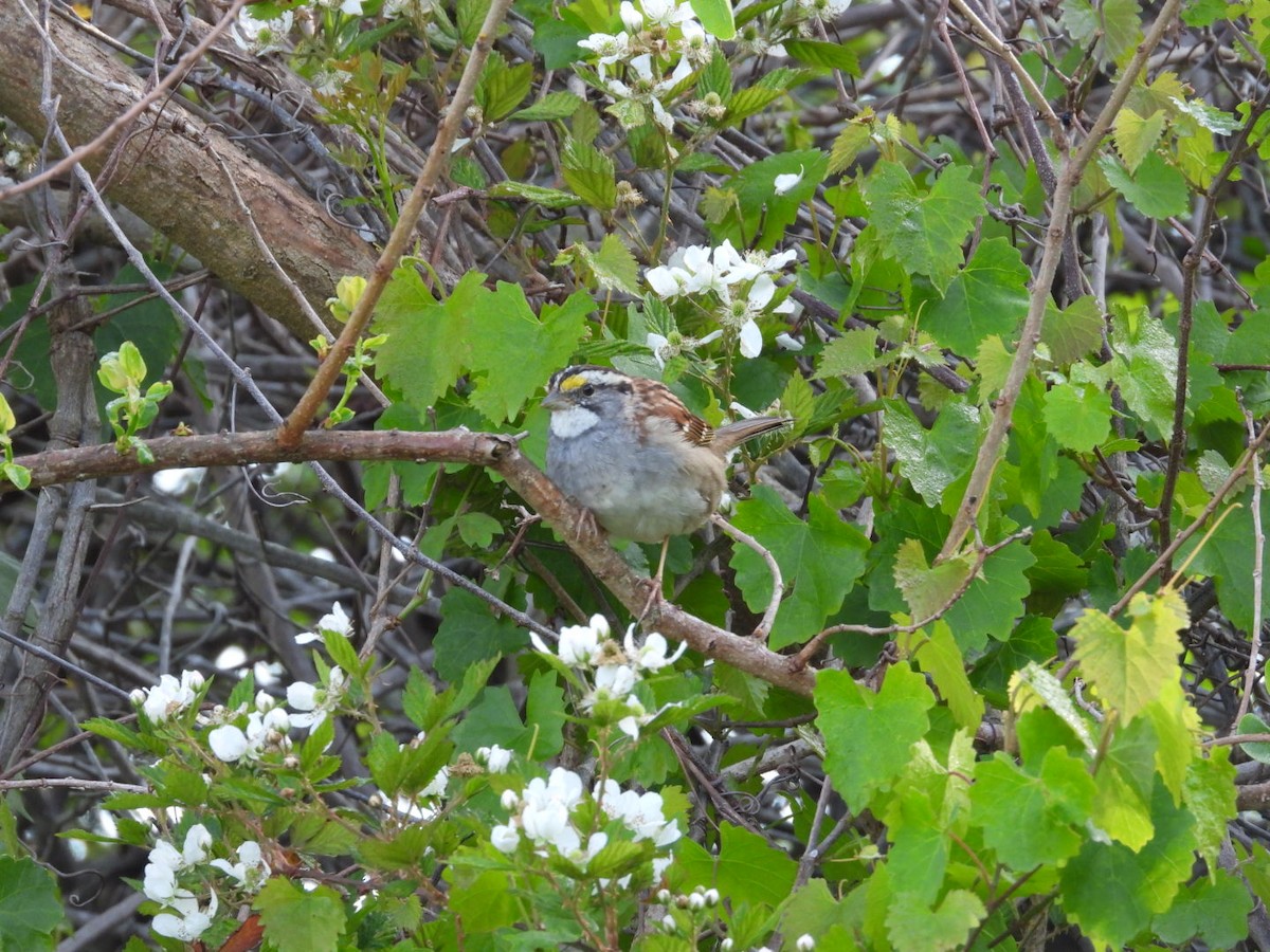 White-throated Sparrow - ML632751593