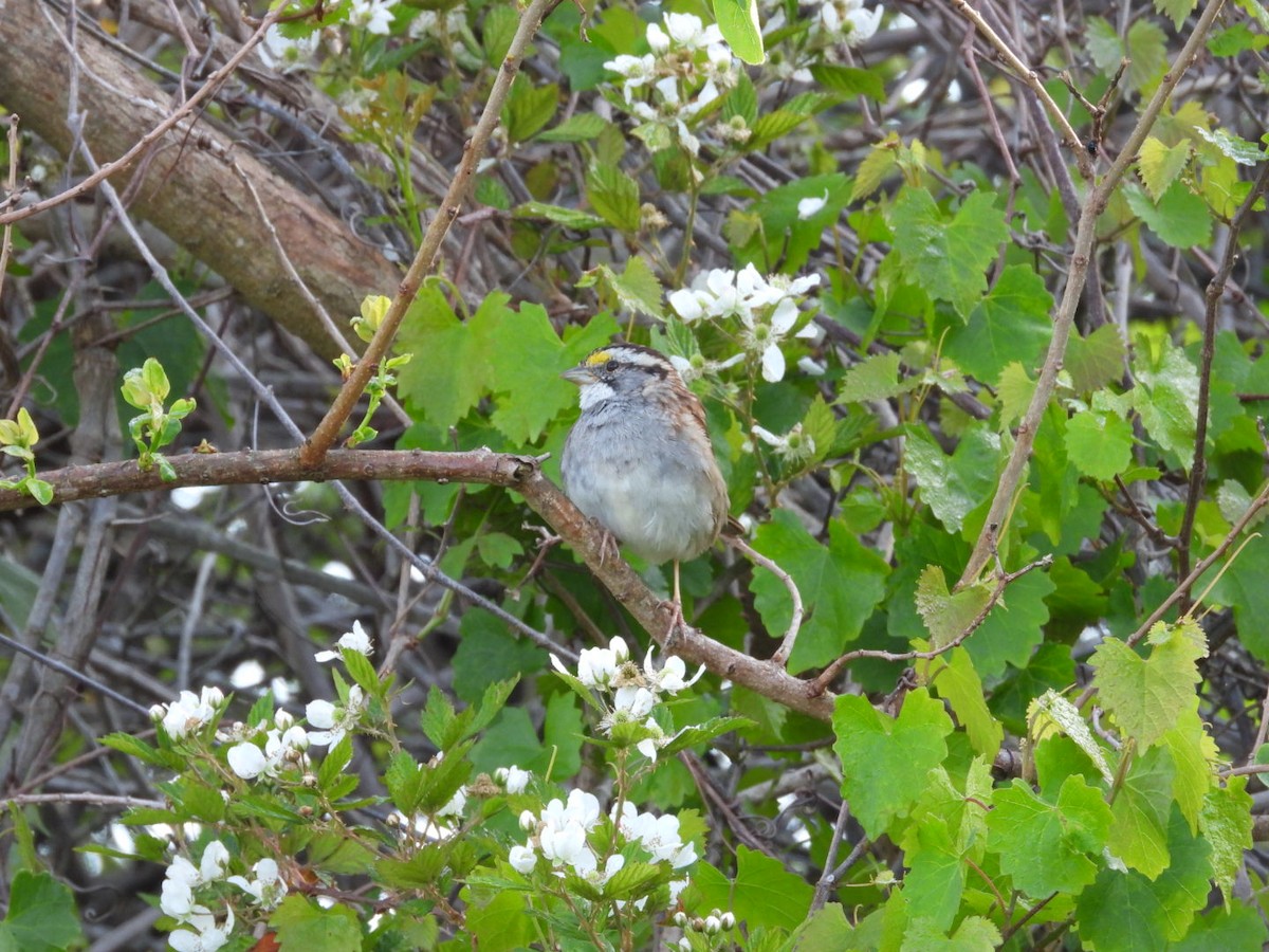 White-throated Sparrow - ML632751594