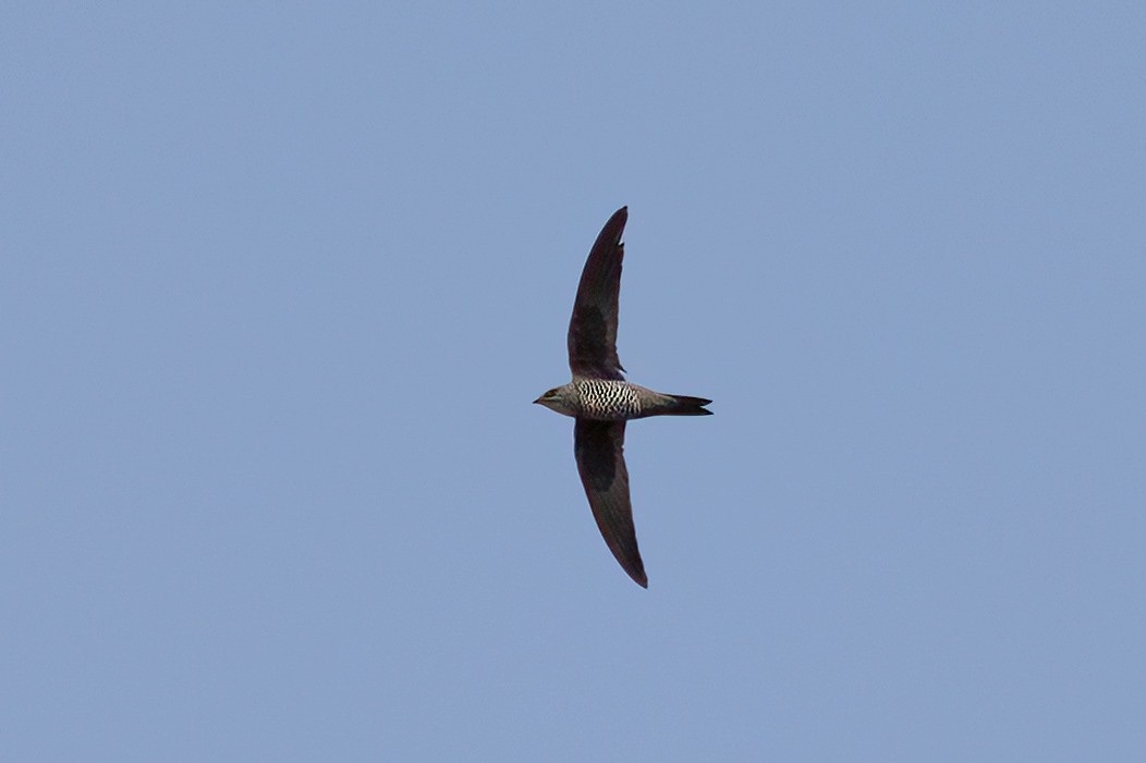 Mottled Swift - ML632751680